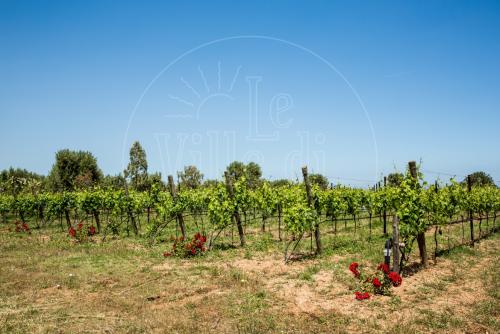 masseria-fasano-ville-di-verle_29